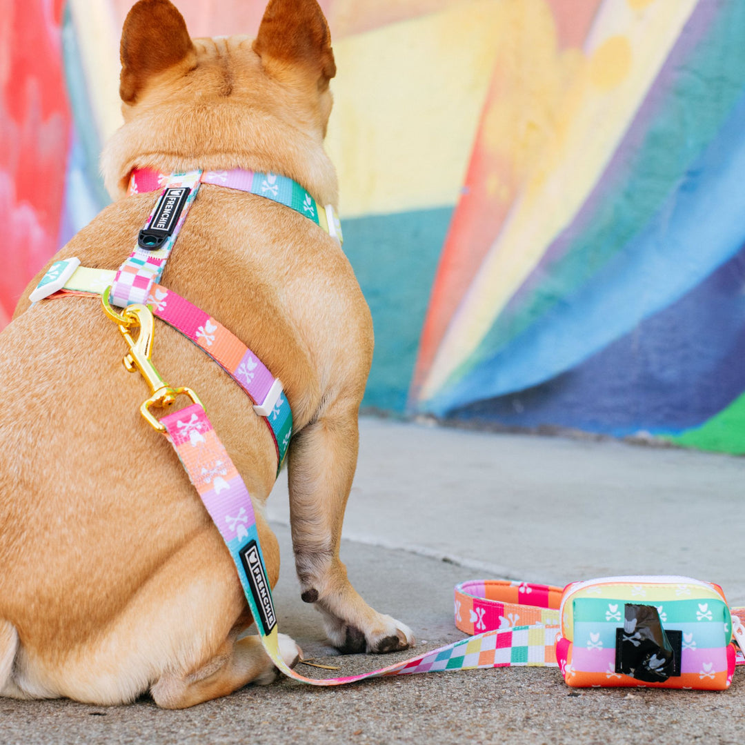 Frenchie Strap Harness - Rainbow Bad to the Bone