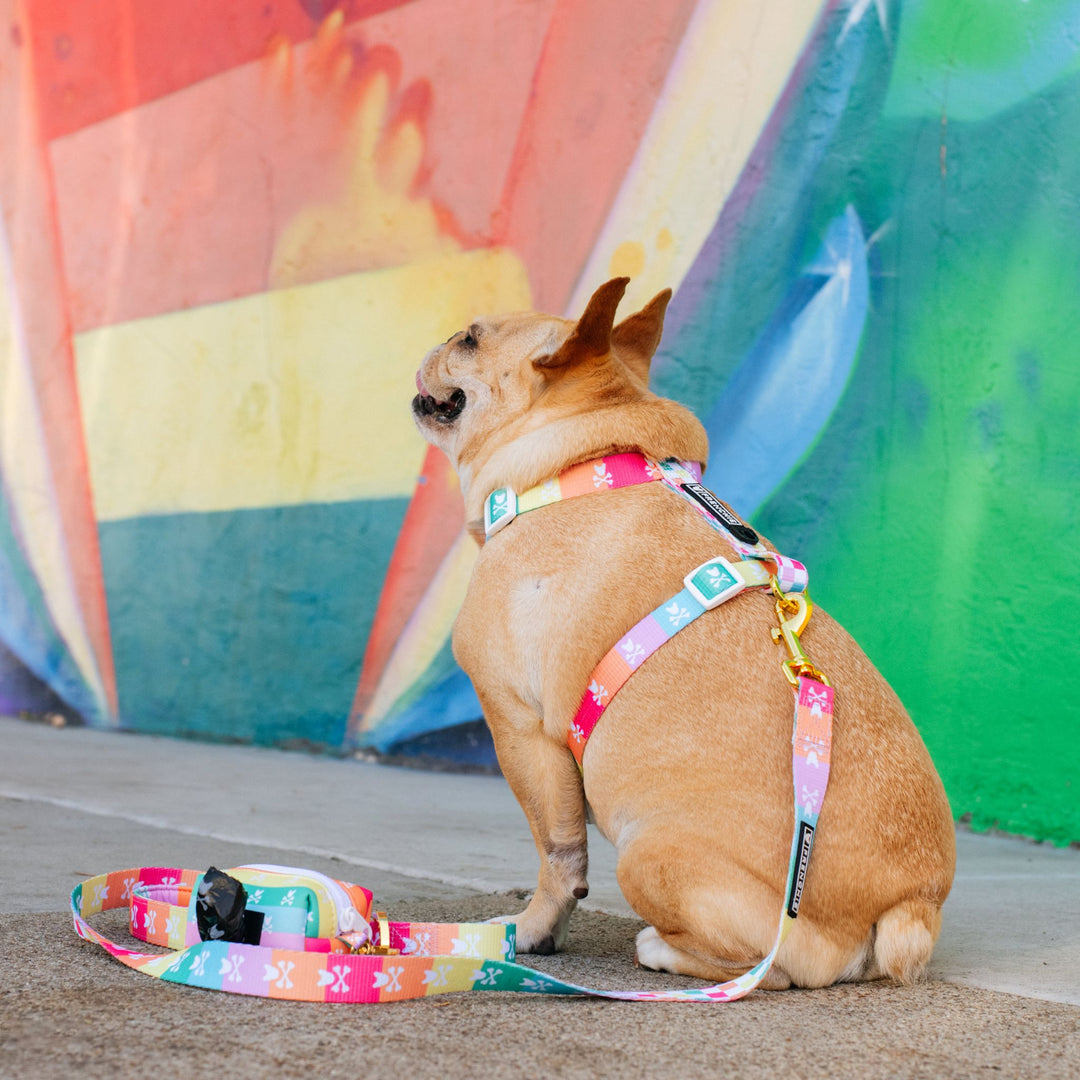 Frenchie Strap Harness - Rainbow Bad to the Bone