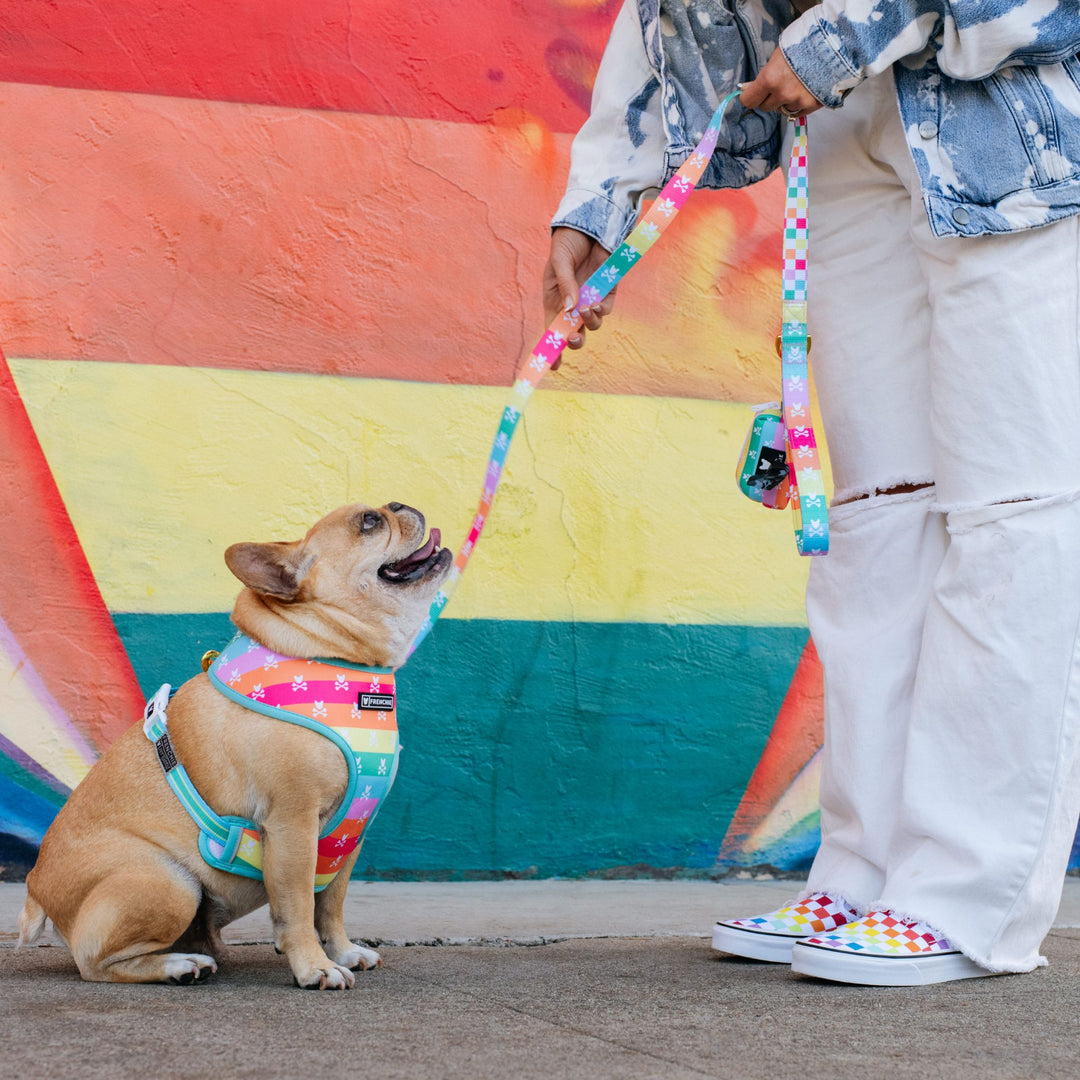 Frenchie Duo Reversible Harness - Rainbow Bad to the Bone