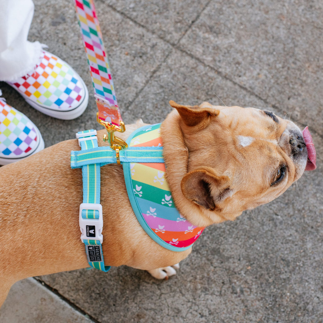 Frenchie Duo Reversible Harness - Rainbow Bad to the Bone