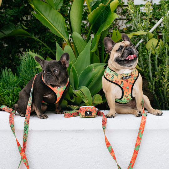 Frenchie Comfort Leash - Retro Dino