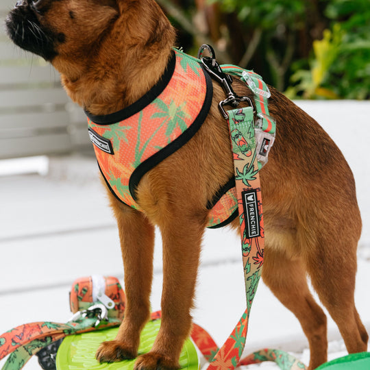 Frenchie Comfort Leash - Retro Dino