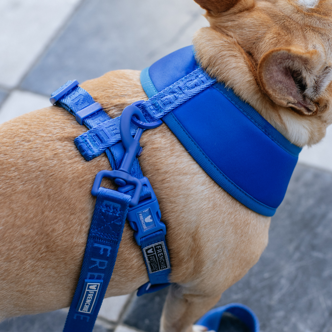 Frenchie Duo Reversible Harness - Royal Blue