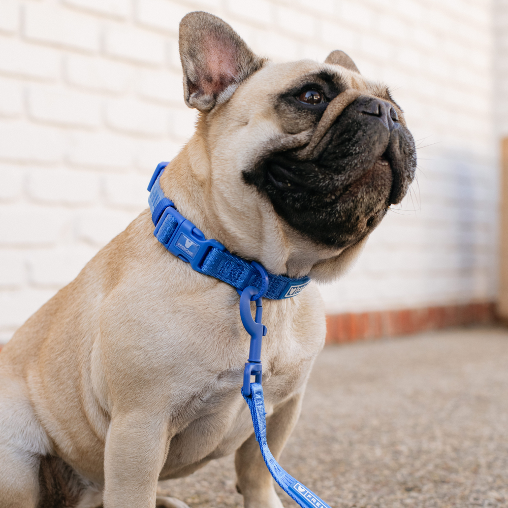 Frenchie Comfort Collar - Royal Blue