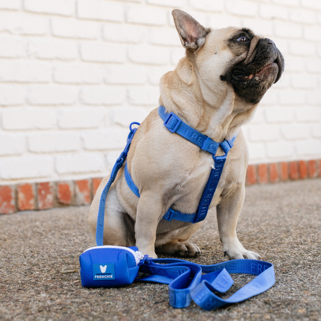 Frenchie Strap Harness - Royal Blue