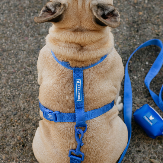 Frenchie Strap Harness - Royal Blue