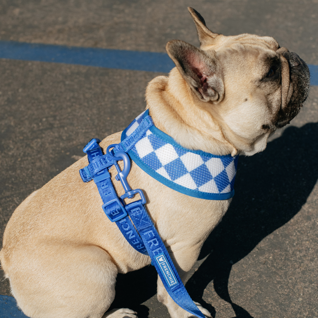 Frenchie Duo Reversible Harness - Royal Blue