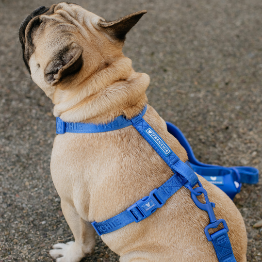 Frenchie Strap Harness - Royal Blue