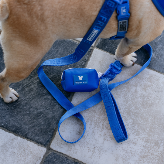 Frenchie Comfort Leash - Royal Blue