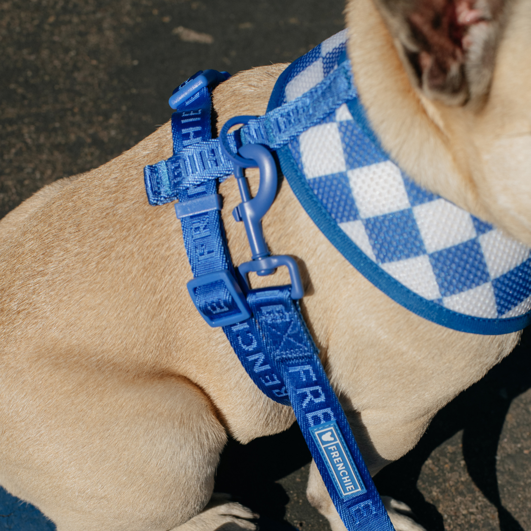 Frenchie Comfort Leash - Royal Blue