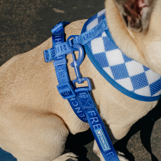 Frenchie Comfort Leash - Royal Blue