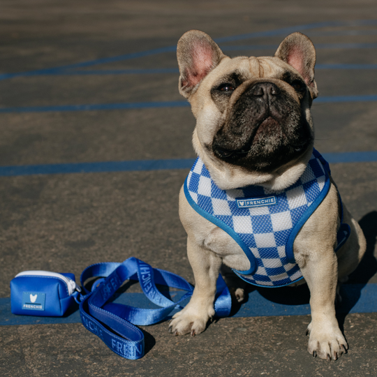 Frenchie Comfort Leash - Royal Blue