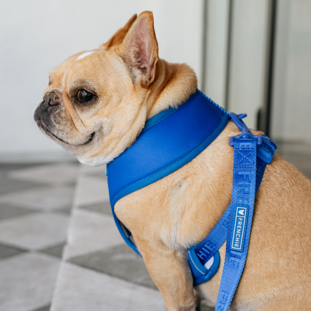 Frenchie Comfort Leash - Royal Blue