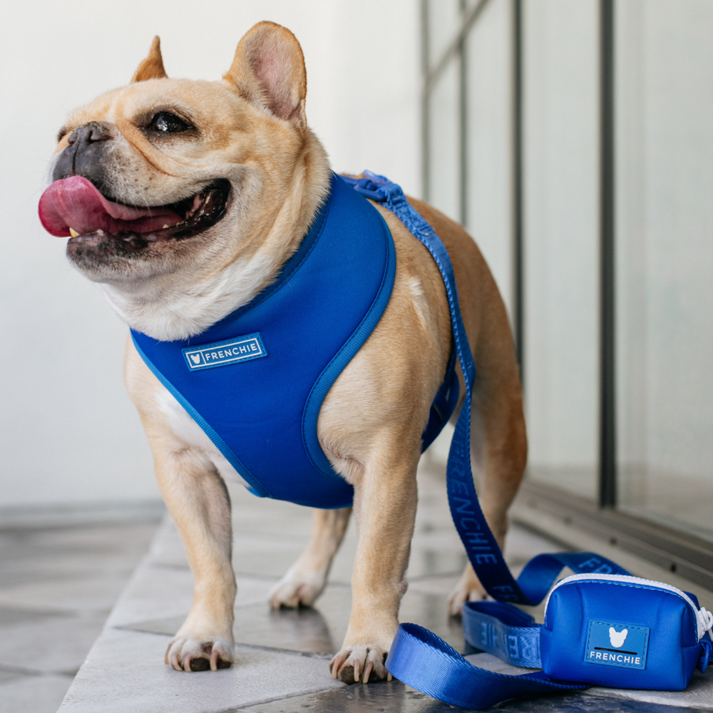 Frenchie Duo Reversible Harness - Royal Blue