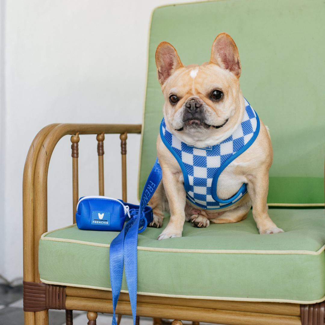 Frenchie Comfort Leash - Royal Blue