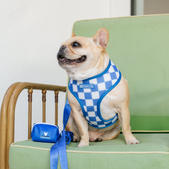 Frenchie Duo Reversible Harness - Royal Blue