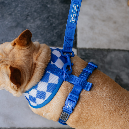 Frenchie Duo Reversible Harness - Royal Blue