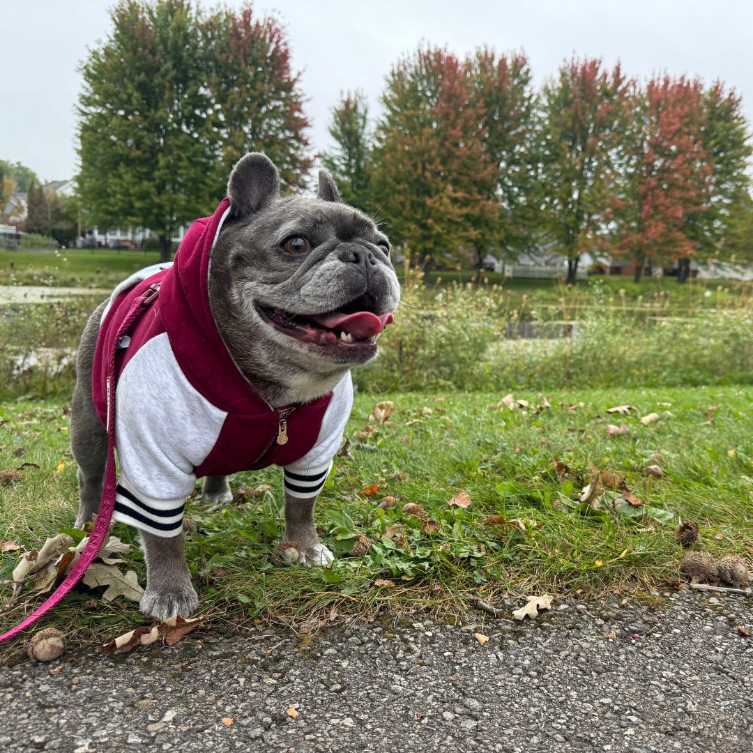 Frenchie Dog Hoodie - Ruby Varsity