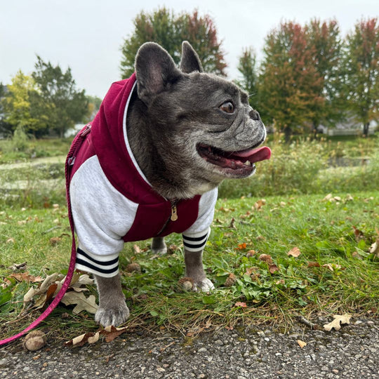 Frenchie Dog Hoodie - Ruby Varsity