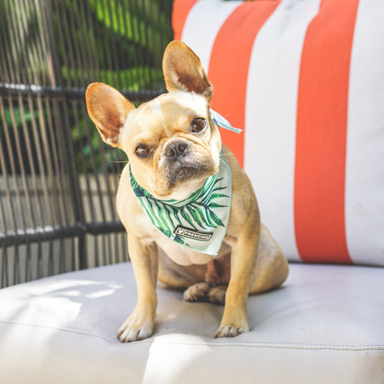 Frenchie Cooling Bandana - Beverly Palms- Green