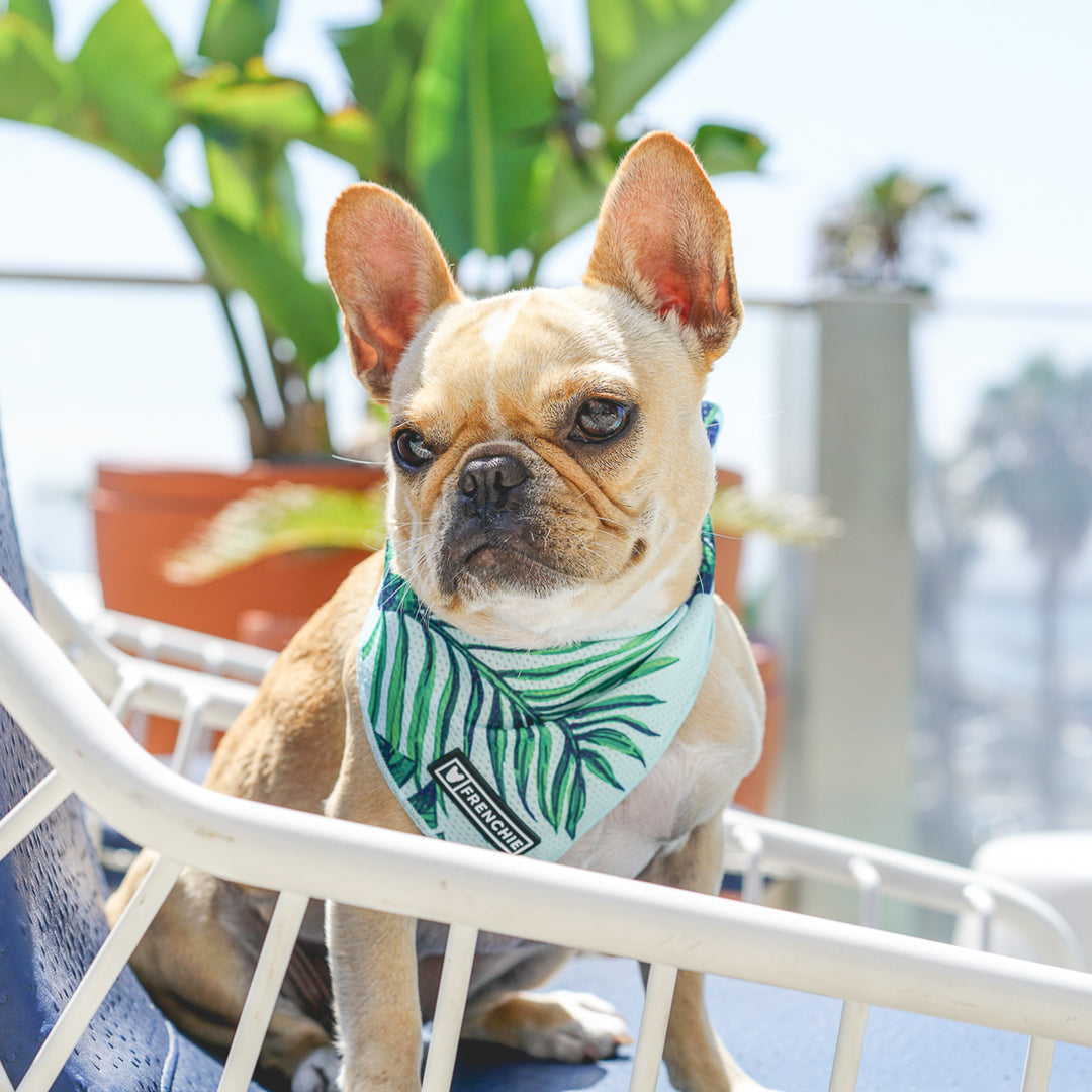 Frenchie Cooling Bandana - Beverly Palms- Green