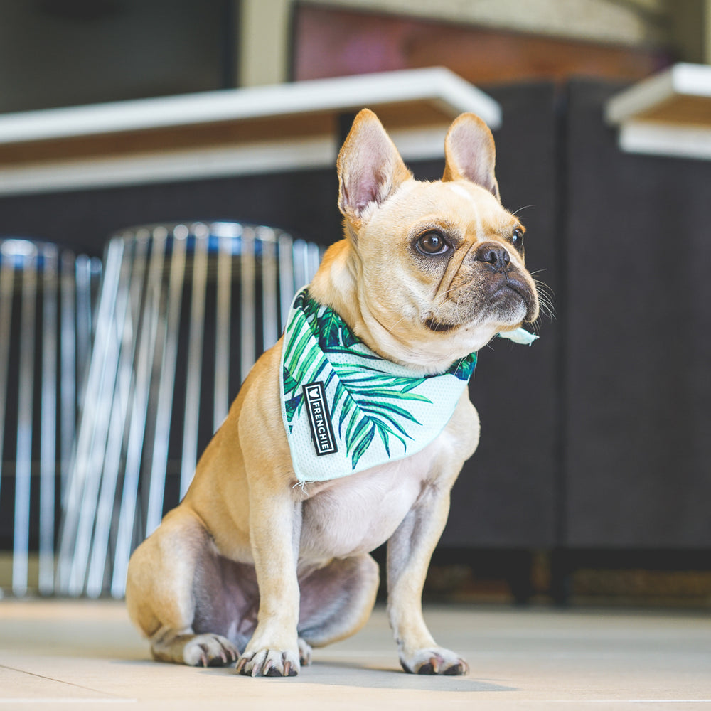 Frenchie Cooling Bandana - Beverly Palms- Green