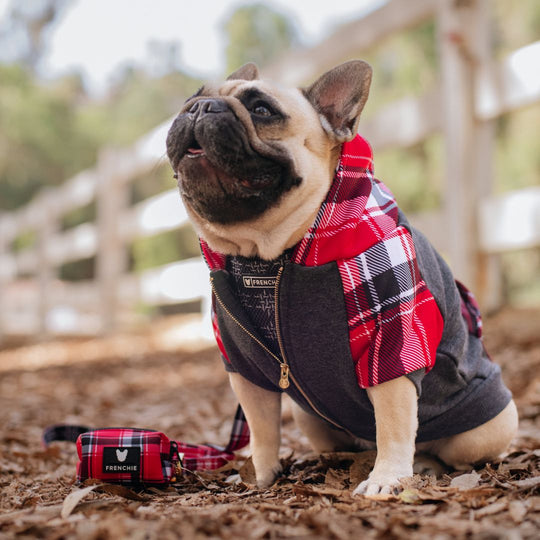 Frenchie Dog Hoodie - Scarlet Plaid