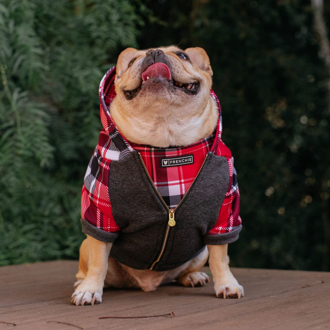 Frenchie Dog Hoodie - Scarlet Plaid