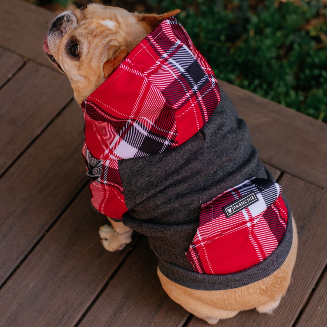 Frenchie Dog Hoodie - Scarlet Plaid