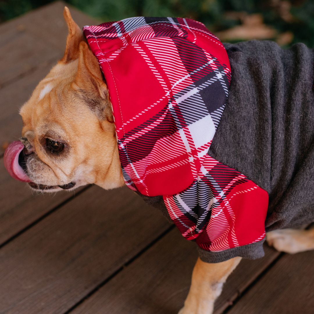 Frenchie Dog Hoodie - Scarlet Plaid