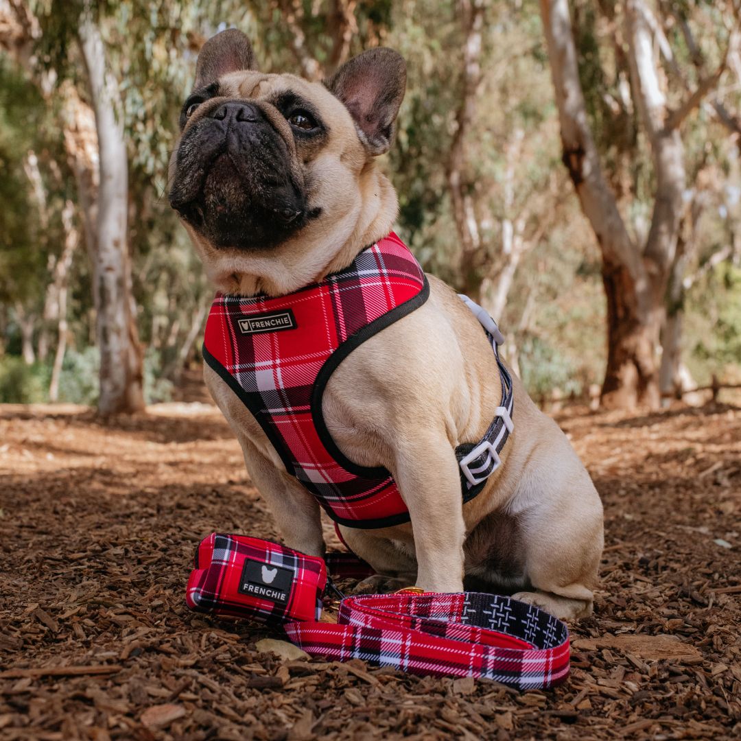 Frenchie Comfort Leash - Scarlet Plaid