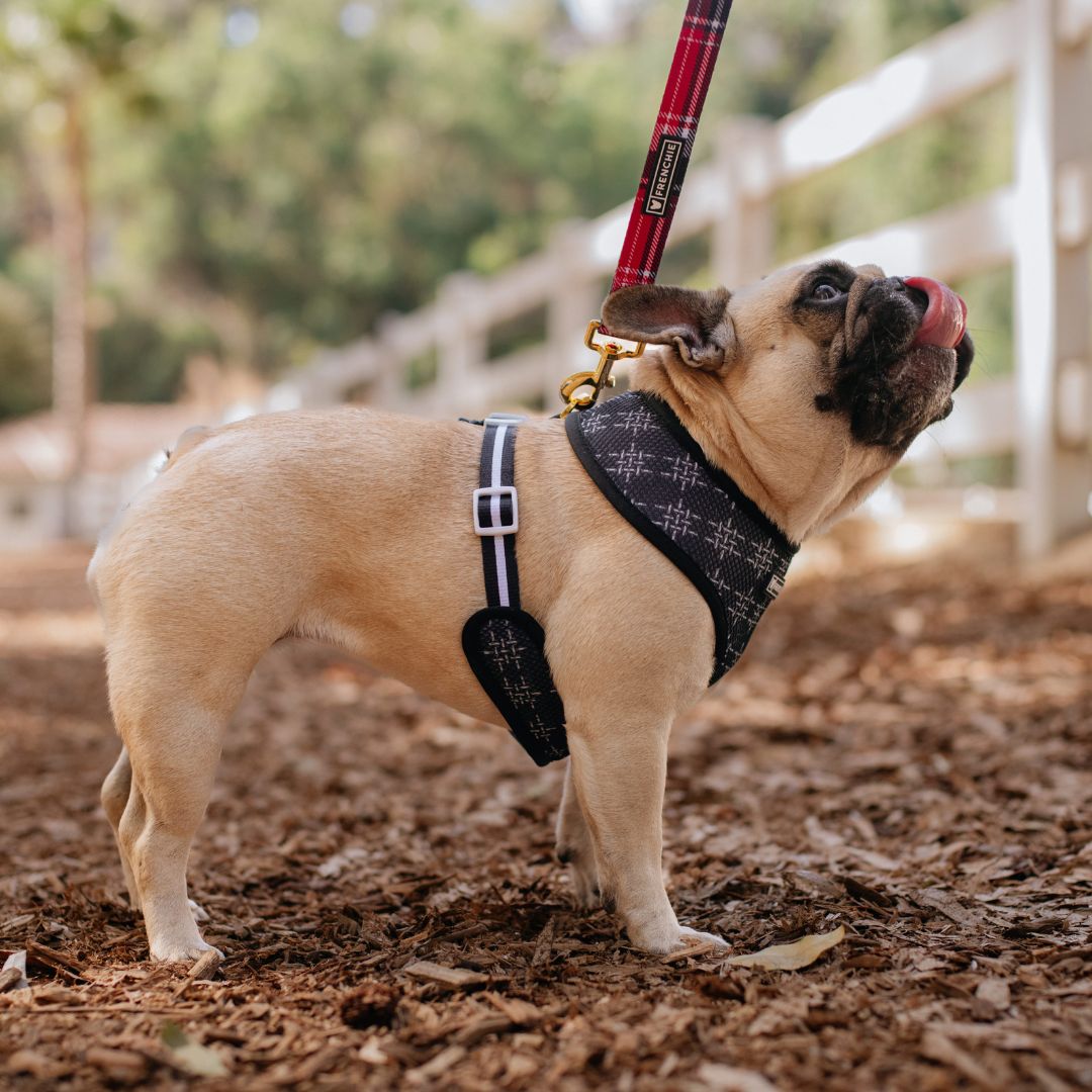 Frenchie Duo Reversible Harness - Scarlet Plaid