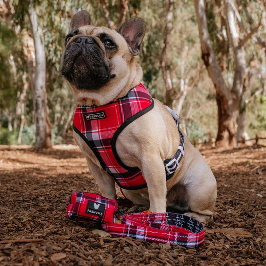 Frenchie Poo Bag Holder - Scarlet Plaid