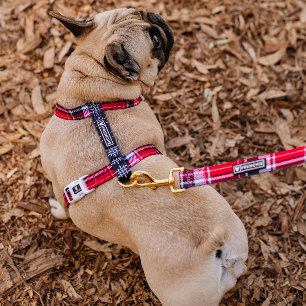 Frenchie Strap Harness - Scarlet Plaid