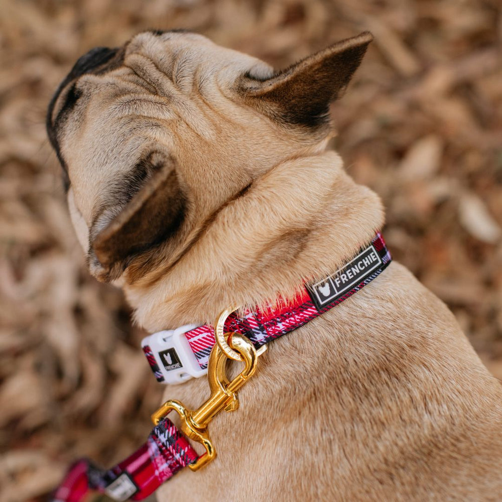 Frenchie Comfort Collar - Scarlet Plaid