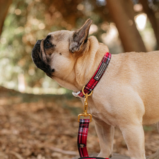 Frenchie Comfort Collar - Scarlet Plaid