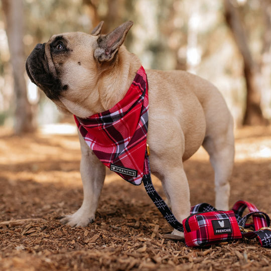 Frenchie Cooling Bandana - Scarlet Plaid