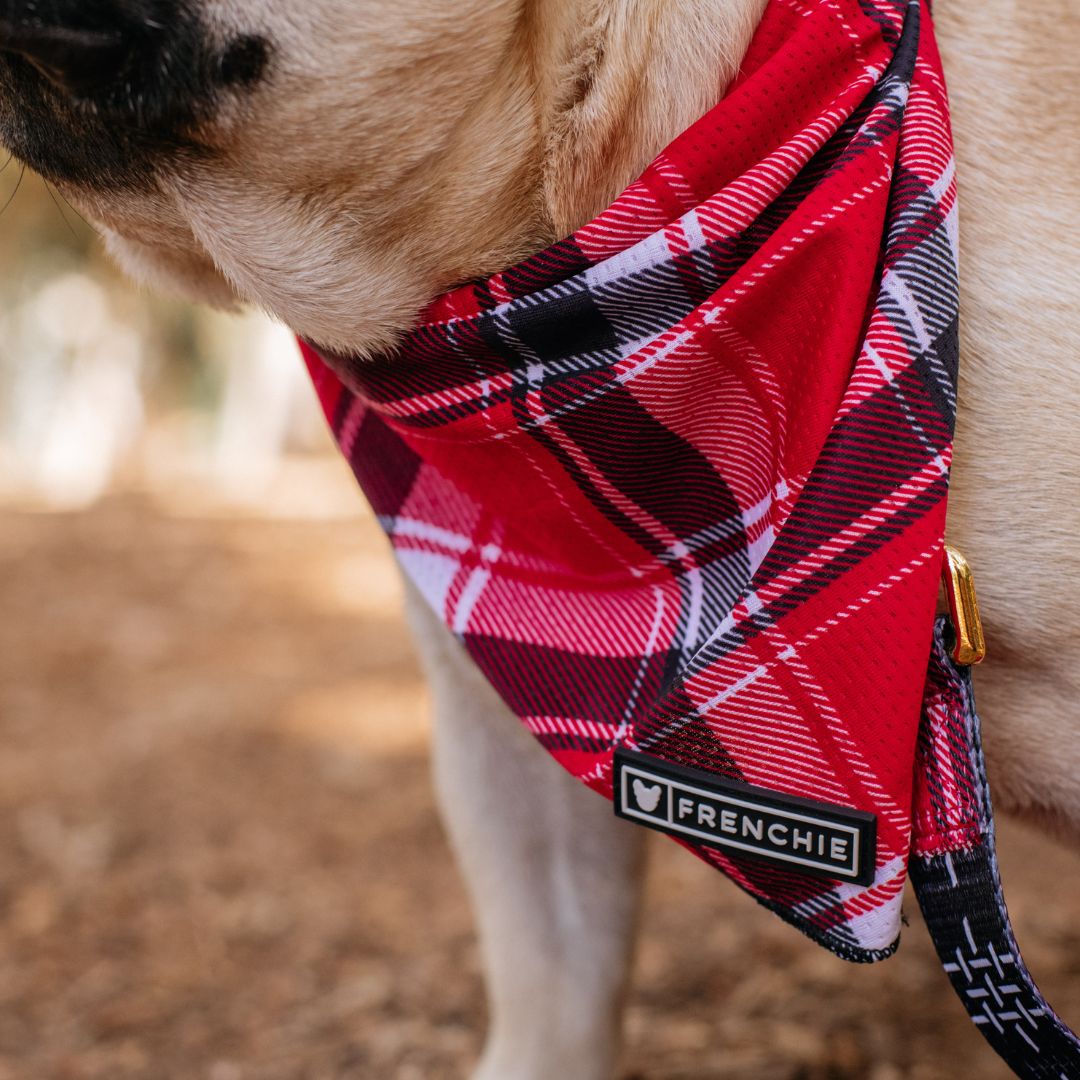 Frenchie Cooling Bandana - Scarlet Plaid