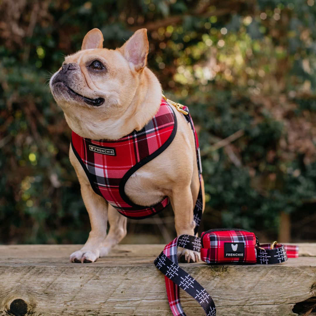 Frenchie Comfort Leash - Scarlet Plaid