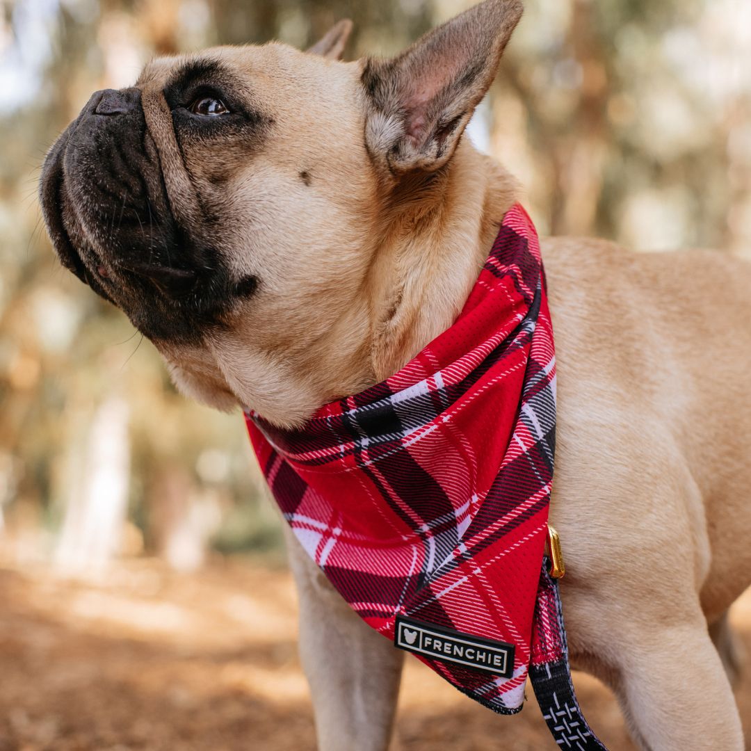 Frenchie Cooling Bandana - Scarlet Plaid