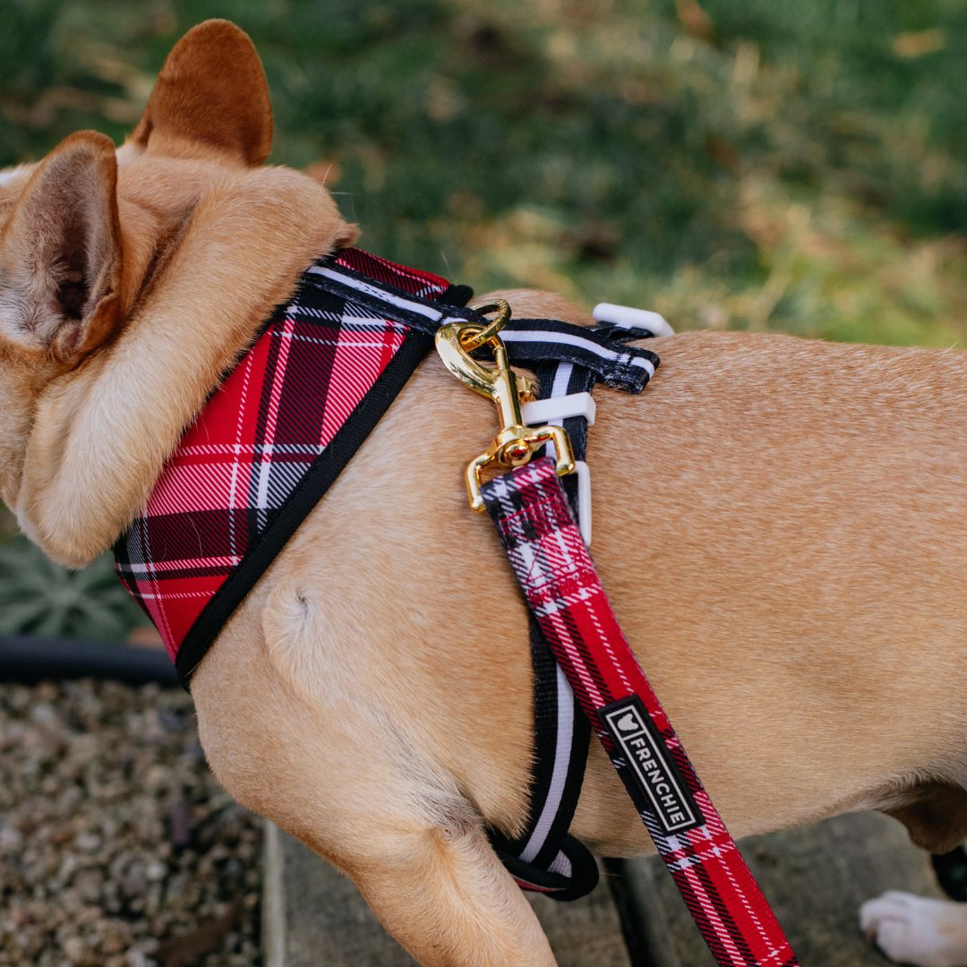 Frenchie Duo Reversible Harness - Scarlet Plaid