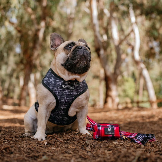 Frenchie Duo Reversible Harness - Scarlet Plaid