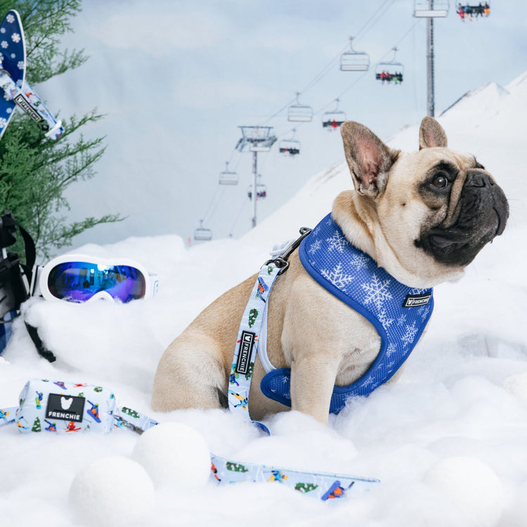How To Fly Internationally With Your Dogs Can French Bulldogs Fly? Frenchie Bulldog