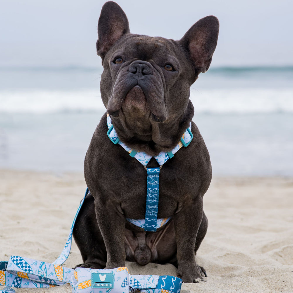 Frenchie Strap Harness - Surfboard