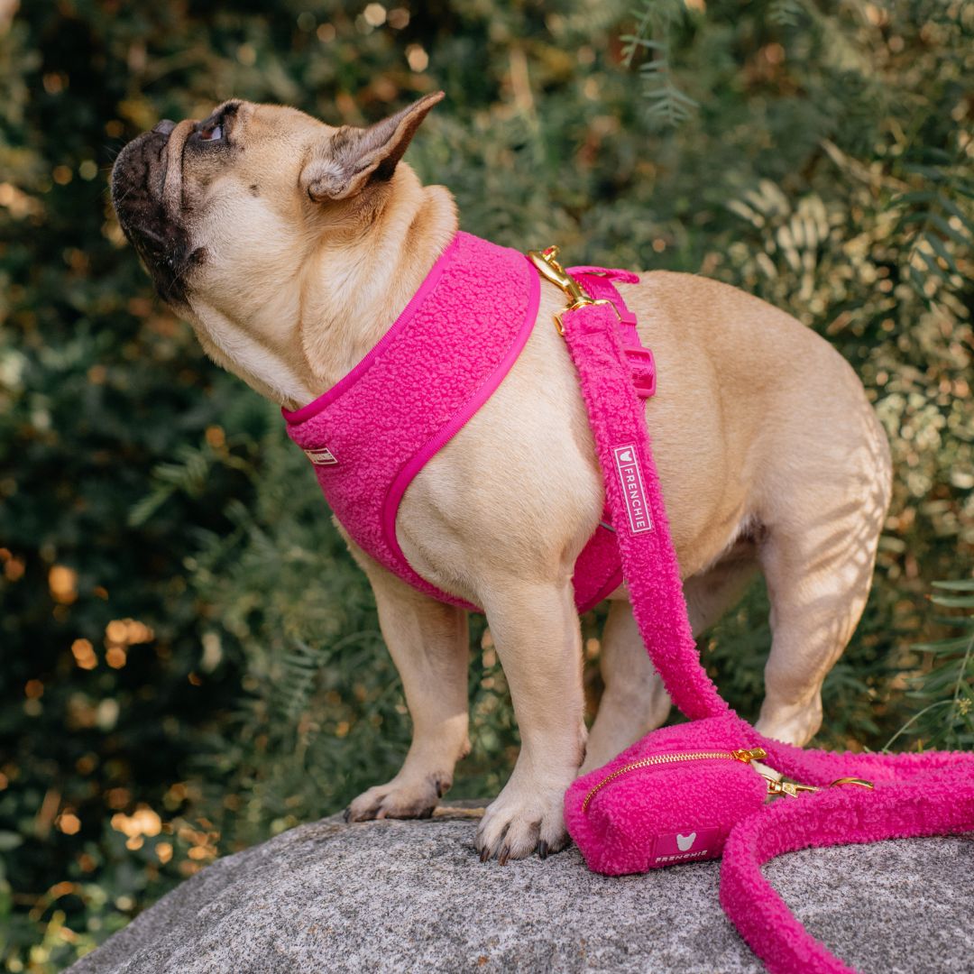 Frenchie Comfort Leash - Teddy Hot Pink