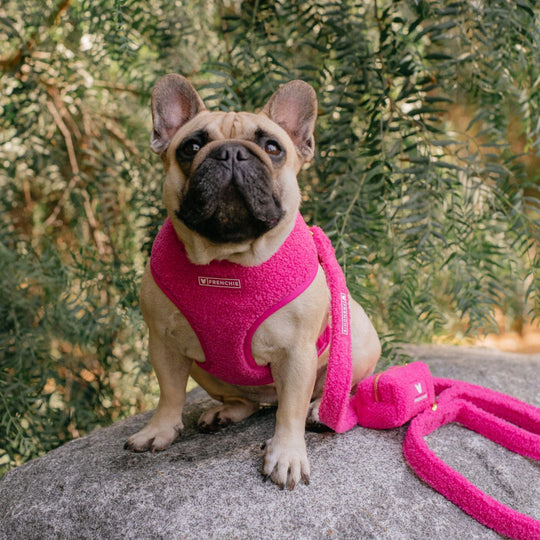 Frenchie Duo Reversible Harness - Teddy Hot Pink