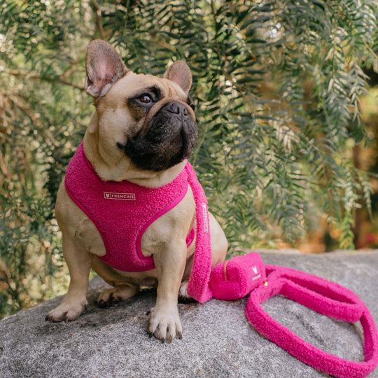 Frenchie Duo Reversible Harness - Teddy Hot Pink