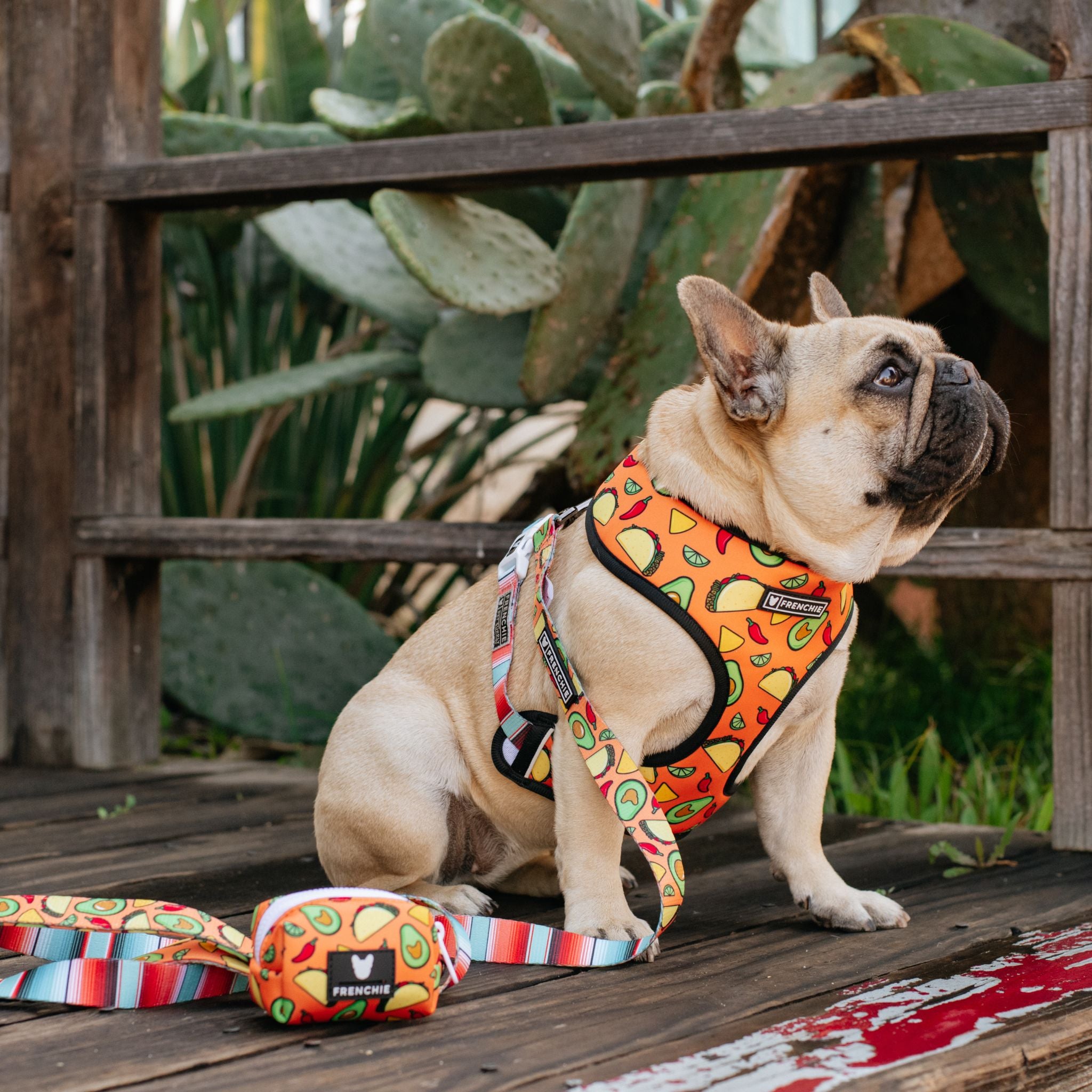 Frenchie duo 2024 reversible harness