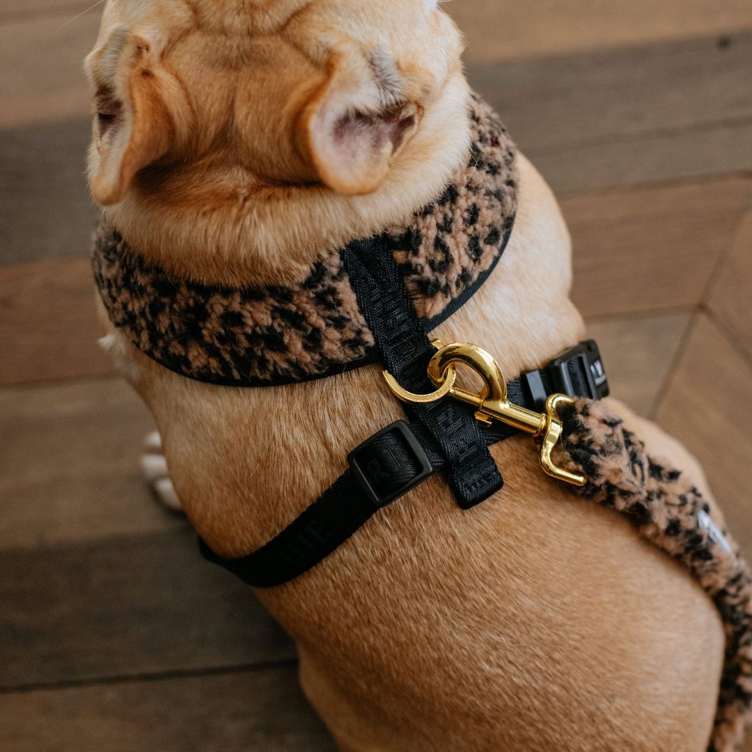 Frenchie Duo Reversible Harness - Teddy Leopard