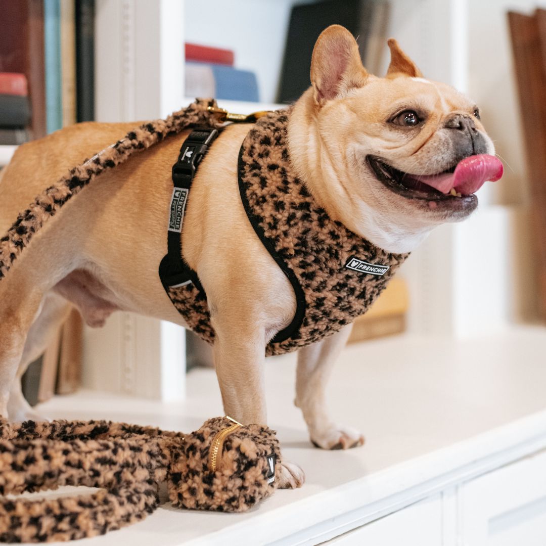 Frenchie Duo Reversible Harness - Teddy Leopard